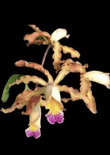 Myrmecocattleya Luster 'Gazelle' Schomburgkia Orchid Plant Blooming Size