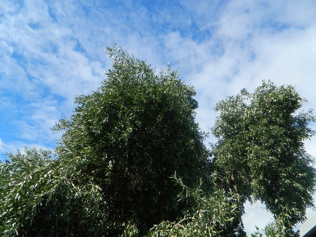 ORGANIC KALAMATA OLIVE UNROOTED CUTTING FROM 35+ YR OLD TREE