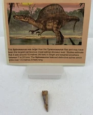 Spinosaurus Teeth Dinosaur F0SSIL Before T Rex Cretaceous J482