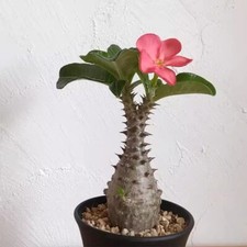 Succulent Cactus Plant Pachypodium Baronii var Windsorii Home Garden Plant