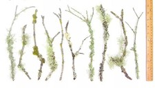 10 count 6"-12" Live Lichen  Moss Covered Wood Sticks, Terrarium Fairy garden