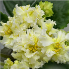 African Violet Plant ~ Desert Heat — photo 1