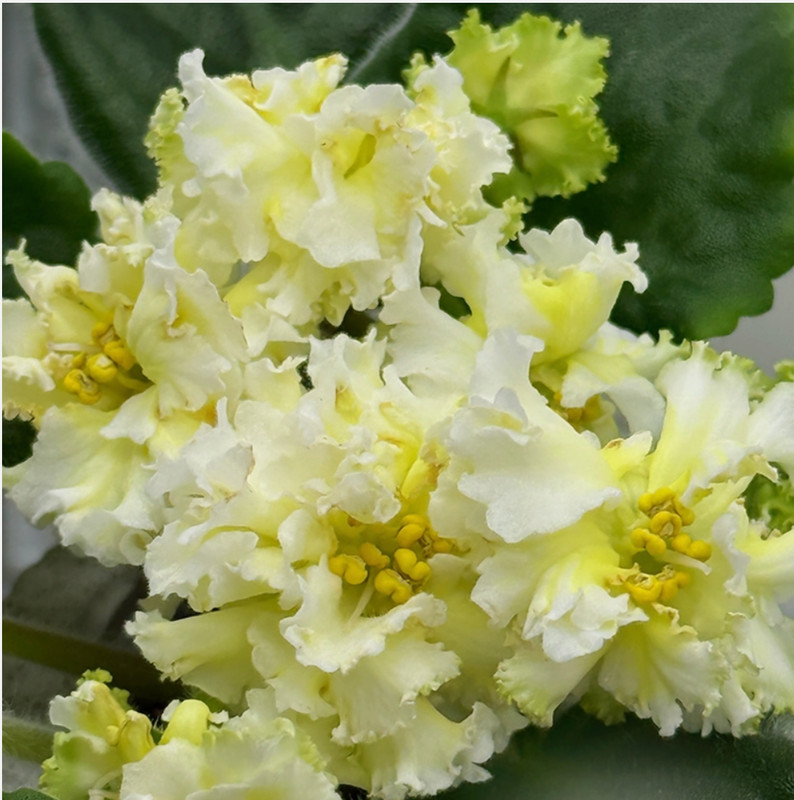 African Violet Plant ~ Desert Heat