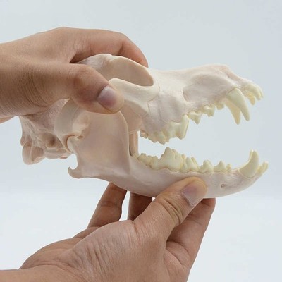 1:1 Adult Dog Skull Anatomy Model Realistic Canine Skeleton with Teeth