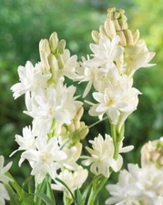 Polianthes tuberosa 'Tuberose' Single Bloom / 5 Hardy Perennial Tubers