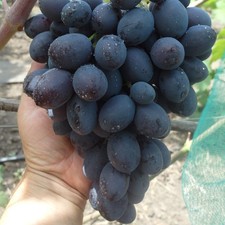 pilzfeste Weinrebe Weintraube Tafeltraube " Schwarze Kristall "