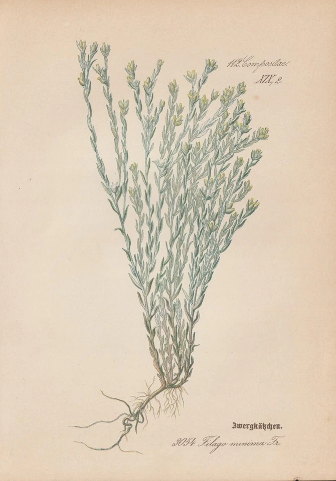 Zwerg-Filzkraut (Filago minima) CHROMOLITHOGRAFIE von 1887 Botanik Antik - Bild 1 von 1