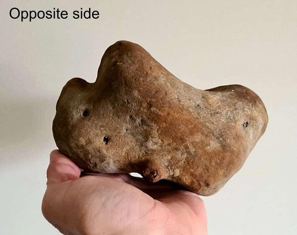 Genuine Ornithopod Three-Digit Iguanodon Dinosaur HAND cast Natural Ichno Fossil - Image 3 of 4