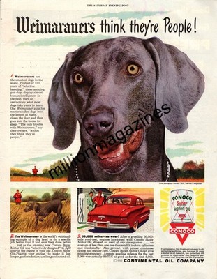 1950 Weimaraners think they are People - Conoco Oil original ad