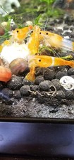 10 1 Orange Rili Neocaridina Shrimp Live Guarantee Free Shipping USA