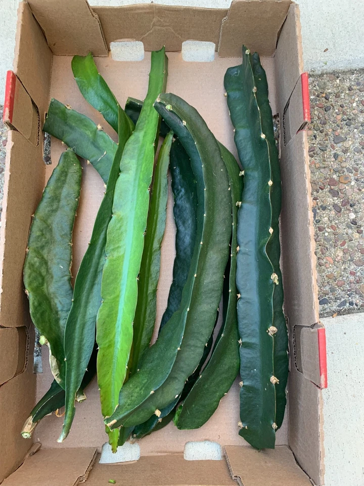 DRAGON FRUIT CUTTINGS - Variaties - 12" - 18" - Image 3 of 4