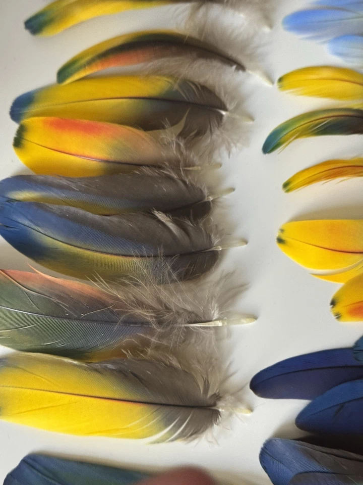 50 plumas de guacamayo escarlata surtidas - naturales, vibrantes y éticamente coleccionables Foto 3 de 3