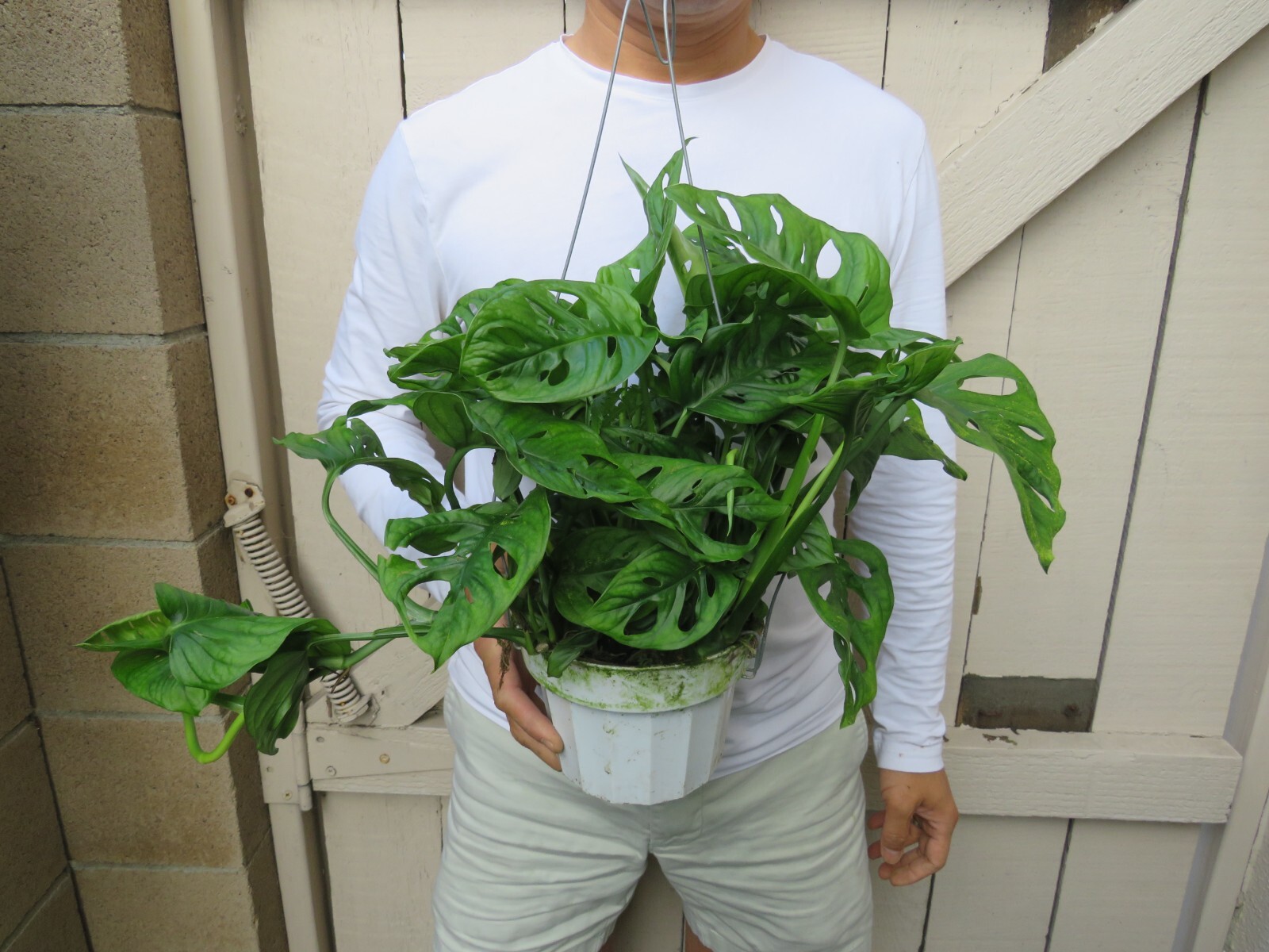 Monstera Adonsonii Swiss Cheese Plant eBay