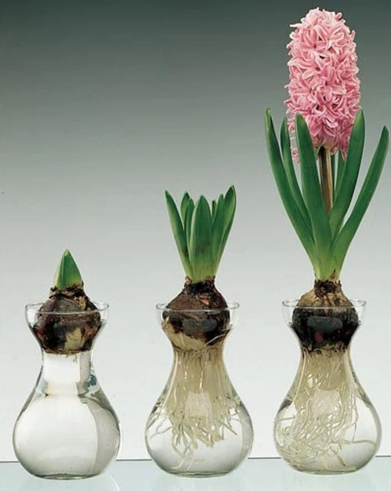 Glass Bud Vases Mordern - 3pcs/set Clear Small for Centerpieces, Weddings, etc - Image 3 of 4