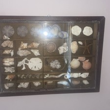 Vintage wooden display cabinet, With Shells And SeaHorses