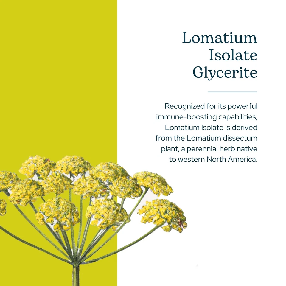 Eclectic Herb 隔离 Lomatium 甘油酸 0.27 液量盎司 | 草药免疫和肺苏... — 第 2/4 张图片