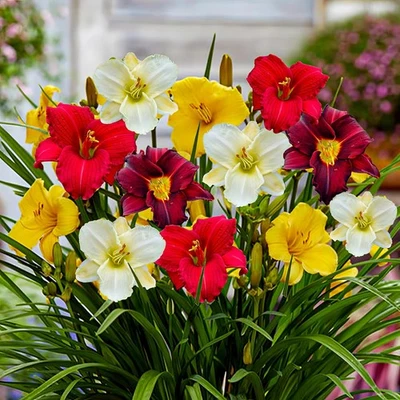 Hémérocalles à Planter - 5 Racine - Multicolores - Rustique & Vivaces - Photo 1/4