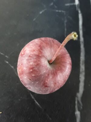 Rumänischer Apfel, winterharte Zone 4 USDA, wild selbstfruchtbar, offen bestäubt, nicht gentechnikfrei