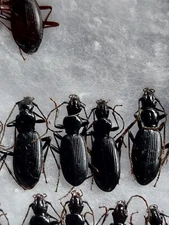 4ex   Carabidae ???