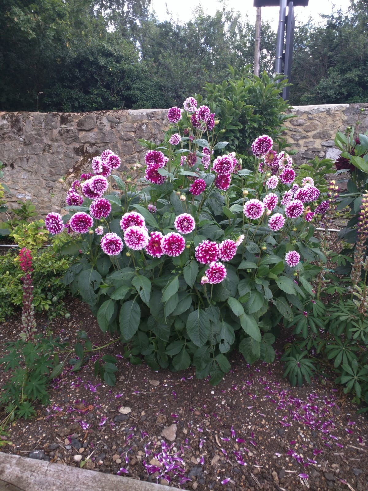 Lucky Dip On A Mix Of Colours / Varieties 2 X Dahlia Tubers eBay