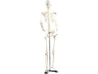 Newgen Medicals Modell Skelett | 85 Cm | Menschliches Stativ Lehrmodell Anatomie
