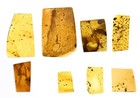 Genuine Burmese Amber with Variety of Fossil insects - Choose your inclusion