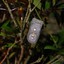 Set-of-3-Pendant-Shaped-LED-Green-Teardrop-Fairy-Lights-by-PK-Green thumbnail 3