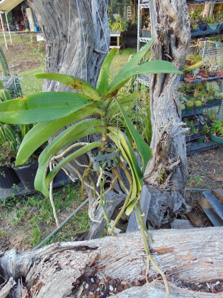 Rhynchostylis gigantea Big Spot Bloom size 3" basket RARE SPECIES LARGE