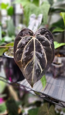 Anthurium Portillae NSE x Anthurium carlablackiae NSE seedling