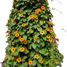 Black Eyed Susan Vine. 25 Seeds. Free Shipping 