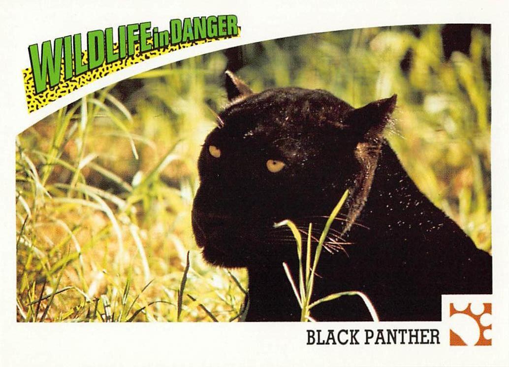 1992 Panini Wildlife In Danger #27 Black Panther | eBay