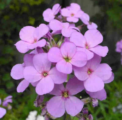 Violeta de los Jardines Juliana ( Hesperis matronalis ) 500 semillas - seeds