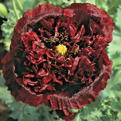 5 Black Tree Peony Seeds – Paeonia Suffruticosa, Rare Garden Flower For Outdoor Planting