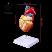 Disassembly Anatomical Human Heart Model Anatomy Teaching Tool