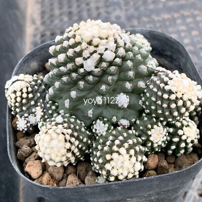 2PCS Copiapoa tenuissima multi heads beautiful cactus succulent