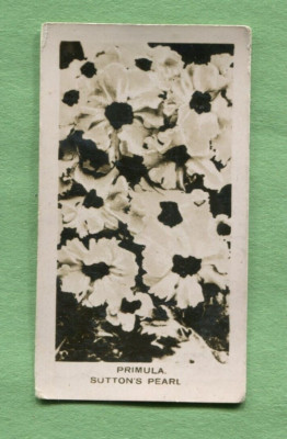 1924 JOHN SINCLAIR LTD. TOBACCO CARD FLOWERS AND PLANTS #4 PRIMULA