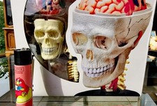 3D Anatomie Model eines menschlichen Schädels - OVP - Recht selten zu finden