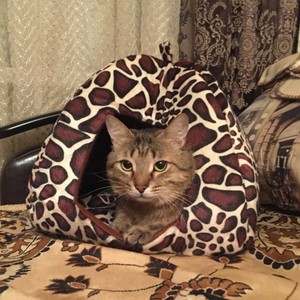 leopard cat bed