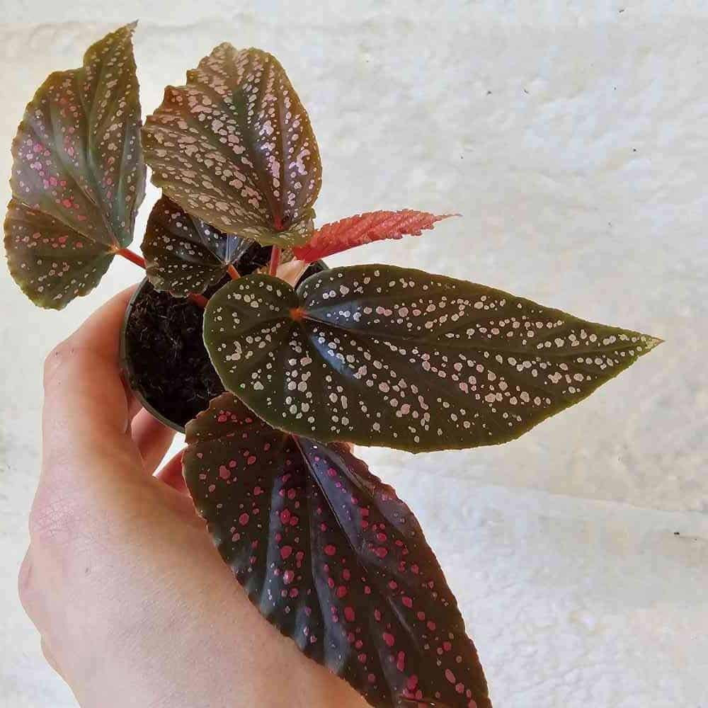 YO531Begonia Maculata Pink Variegated ベゴニア マクラータ ピンク斑入り