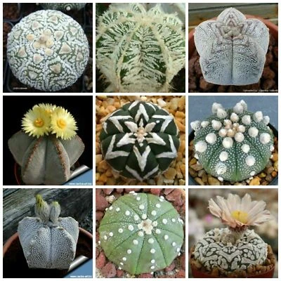 10 Astrophytum MIX seeds, succulents