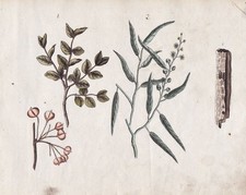 Gujarat Cascarilla Euphorbia Characias Botany Original Watercolour Drawing 1800