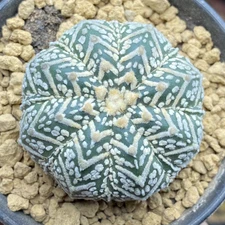 1pcs Astrophytum asterias 'Onzuka V'  Premium Immortal Ball Enzuka V Dou Seeding