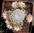 Mammillaria pectinifera, seeds 10 pcs