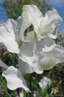 50+ Lucy Hawthorne Sweet Pea Seeds for Garden Planting - USA - FREE ...