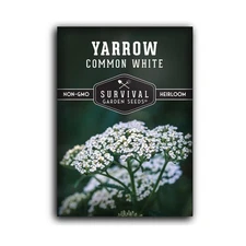 Survival Garden Seeds White Yarrow Seeds for Planting - 1 Packet with Instruc...