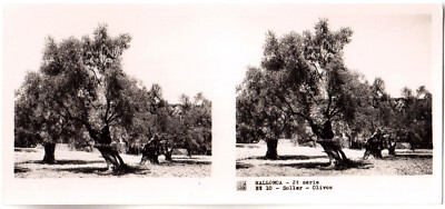 Spanien.España.Mallorca.Soller.Olivos.Olivenbäume.Stereoansicht Foto 6x13cm.Foto.