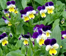 JOHNNY JUMP UP Viola Cornuta - 2,500 Bulk Seeds