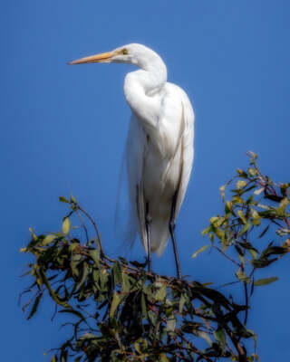 Great Egret #2 by Joseph Fisher Fine Art Print Wildlife Bird Nature 22x27