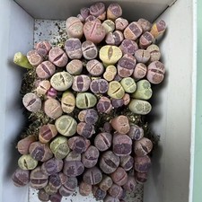 0,6 cm + vendita Lithops Salicola Sato's Violet Boutique WYSIWYG