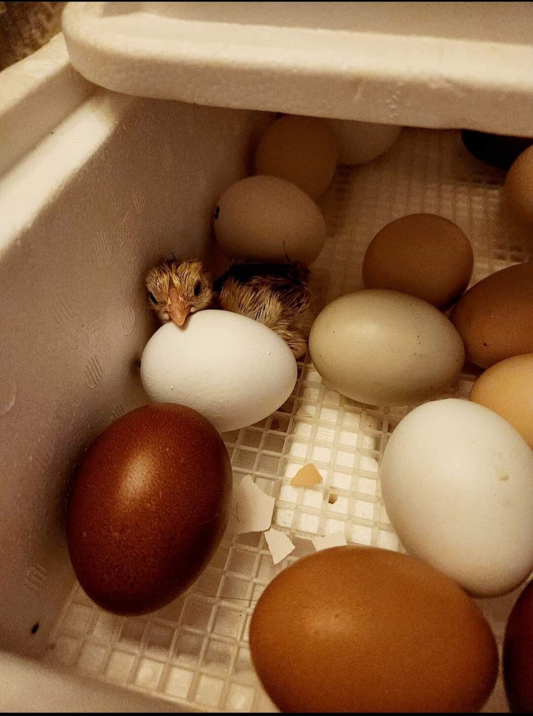 2 Sweetgrass/Black Spanish Turkey Eggs & 4 Rare Breed Chicken Hatching